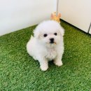 벧엘애견 네이버블로그