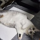 발라당 이미지