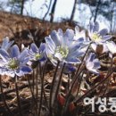 평강식물원 이미지