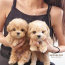 켄넬203 말티푸분양, 미니비숑분양 | 강아지분양 이후 사회화 교육의 중요성