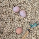 순풍농장 이미지