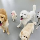 딩동댕치원 이미지