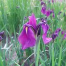 오늘 5월 10일의 꽃말은 -- 꽃창포(Flag Iris) -- 입니다 이미지