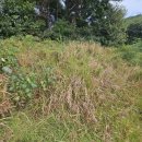 태양렉카 | 홍성 고암리 벌초 대행 후기