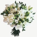 프리지아(FREESIA)
