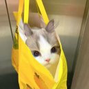 렉돌 냥이 이미지