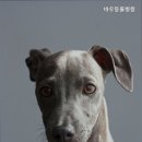 바우동물병원 - 안성시 공도로 50 | 바우동물병원