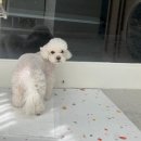 디어마이모모 이미지