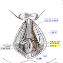 전립선염 증상만으로 진단받았어여, 항문쪽 통증에 대한 생각. 이미지