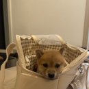 시바견 전문 가도켄넬 | [D.부산강아지분양] 부산 시바견 분양 후기 :: 강아지 분양 주의사항 :: 3대질병(파보,코로나,홍역)보장...