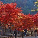 서울대 관악수목원 이미지