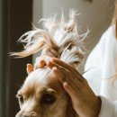 애견멀티샵 이미지