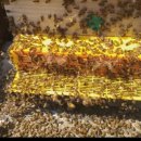 비야농장 이미지