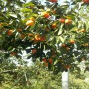 한라농장 이미지