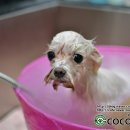 퍼피샬롱 이미지