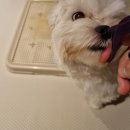 복덩이네 강아지 이미지