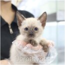 천안 고양이분양 도로시펫 이미지