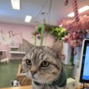 해피주 수원점 | 처음 반려동물 고민할 때 도움 됐던 해피주 수원점 체험 후기!