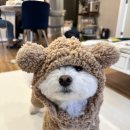 비숑민박