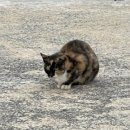 솔터로-L 이미지