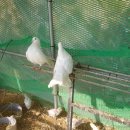 병아리체험농장 민박 이미지