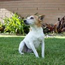 폭스(FOX) 이미지