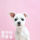 뭉치네 미용실 이미지