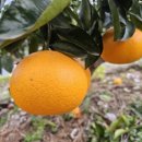 무봉농장 이미지