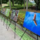 우포따오기 사진전 이미지