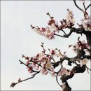 매화 이야기 1 - 매화(梅花)에 대한 고찰(考察)