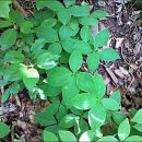 기계봉좌마을 이미지