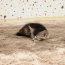캣카페 집사의하루 분당점 | [분당 서현/카페] 🐈‍⬛고양이카페 &#34;집사의하루 분당점&#34; / 유기묘카페