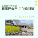 표선 청소년문화의 집 주차장 | 표선 제주민속촌 2026년 3월 유채꽃 개화 소식·입장료 할인 소요시간