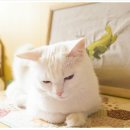꼬미PC 네이버블로그