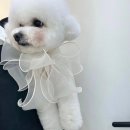 그루밍리본 이미지