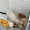 하이멍멍 이미지