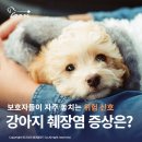 품 동물의료센터 | 보호자들이 자주 놓치는 위험 신호 강아지췌장염 대표 증상은? [24시 품동물의료센터 질환 이야기]