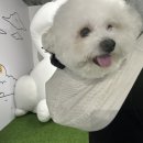 펫살롱지니 이미지