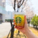 고고베이스볼 | 스타벅스 KBO 콜라보 음료 베이스볼 매실 그린티 신메뉴 푸드 굿즈 MD 가격