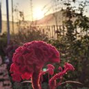 낭도 꿈뜰펜션 이미지