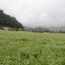 봉평메밀 이미지