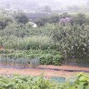 전원사슴농장 이미지