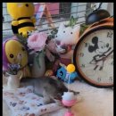 아담스펫 강아지분양 고양이분양 창원점 이미지