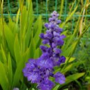 블루세이지 이미지