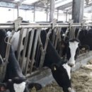 선진목장 이미지