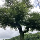 복수면 면사무소 이미지