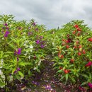 봉숭아손톱 이미지