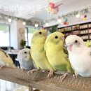 GS25구래나비점 이미지