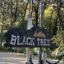 에이스텐트세탁 | 4인 가족으로 방문한 영흥도 블랙트리캠핑 감성 글램핑 솔직후기