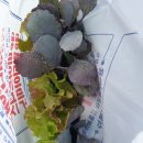 흥농종묘사 이미지